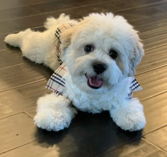 Why Toy and T-Cup Breeds Make Great Companions