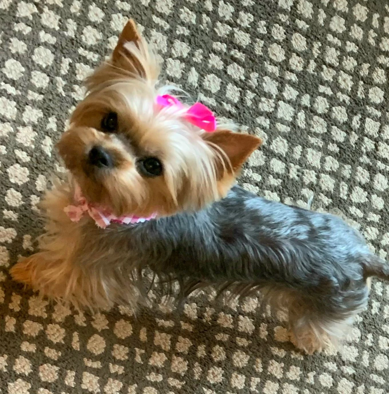 Understanding Puppy Pickup and Scheduling