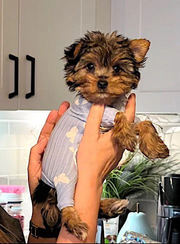 Keeping Your Puppy Safe During the First Week