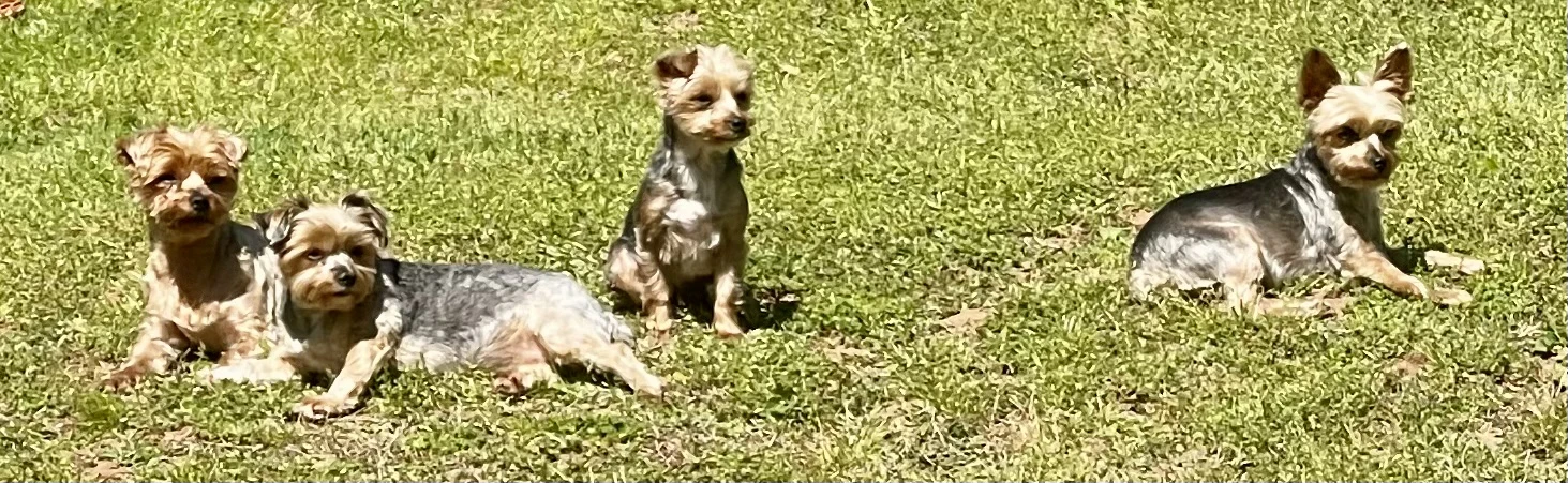 Why We Don’t Allow Early Rehoming