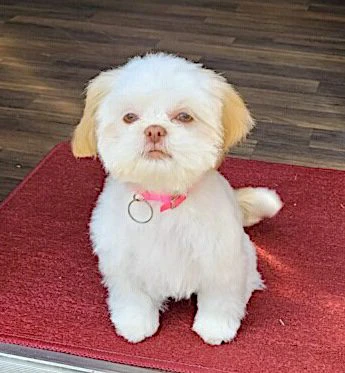 What Comes With Your Puppy