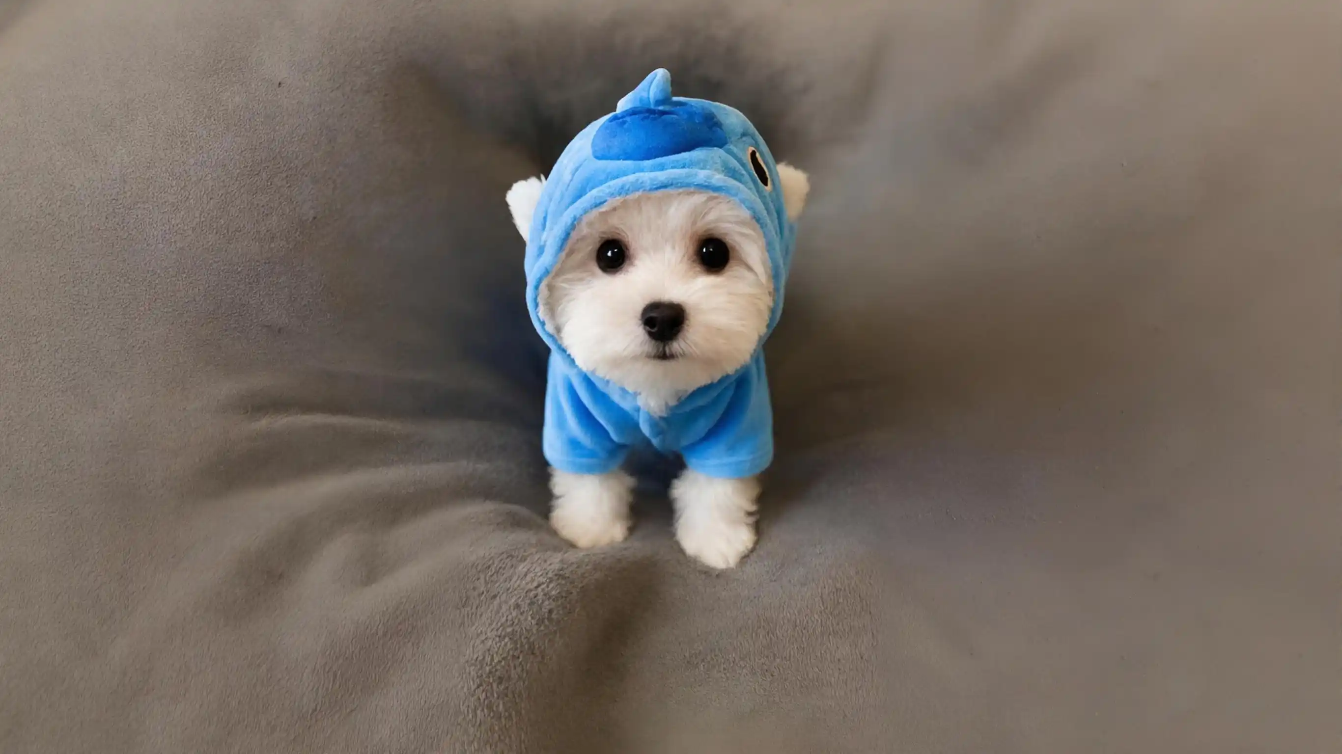 Tea Cups and Toy Puppies