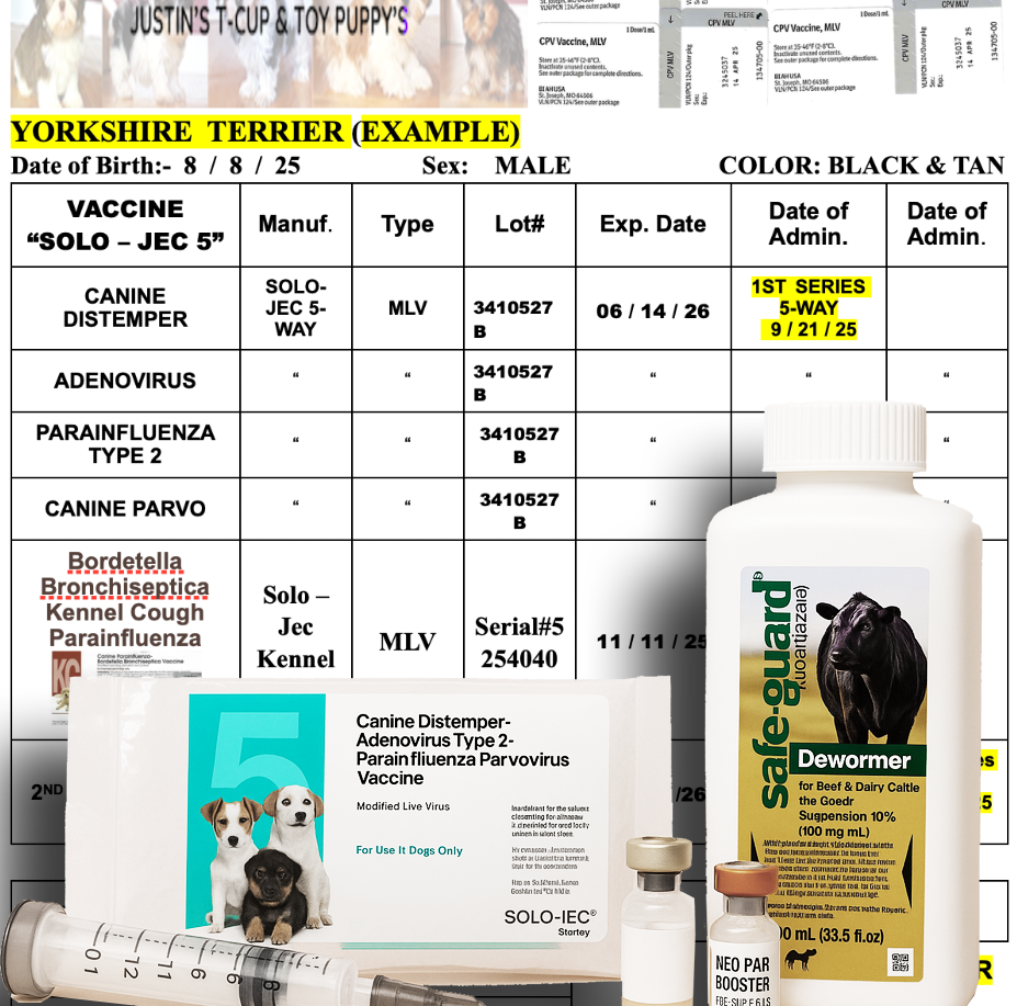 For Sale Yorkie Maltese Morkie Puppies Marietta GA