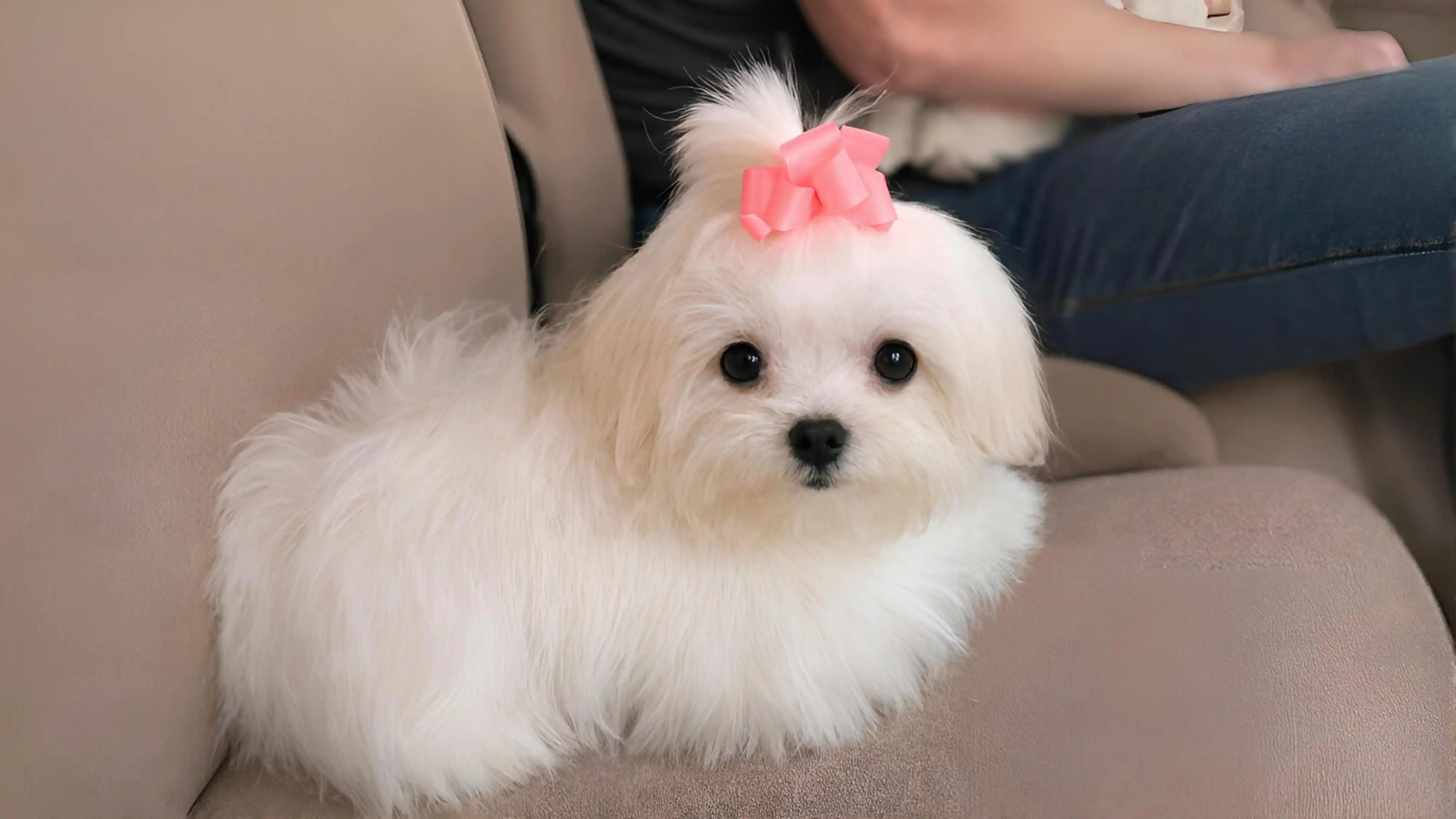 Tea Cups and Toy Puppies