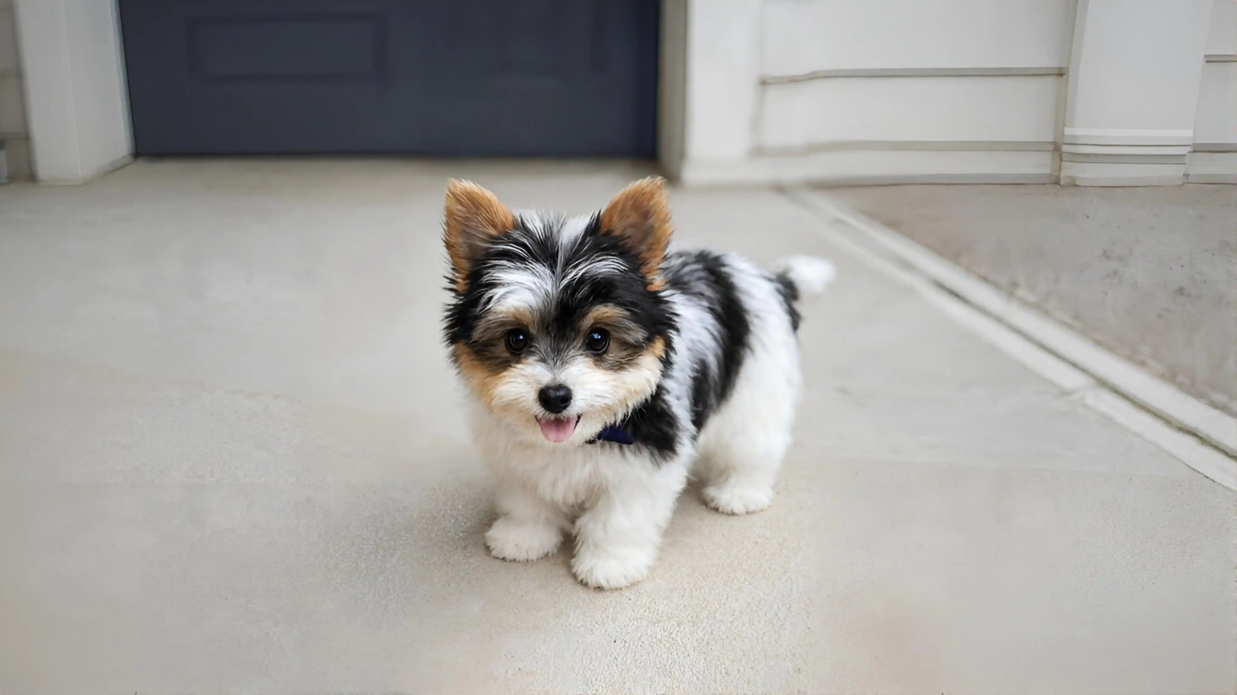 Tea Cups and Toy Puppies