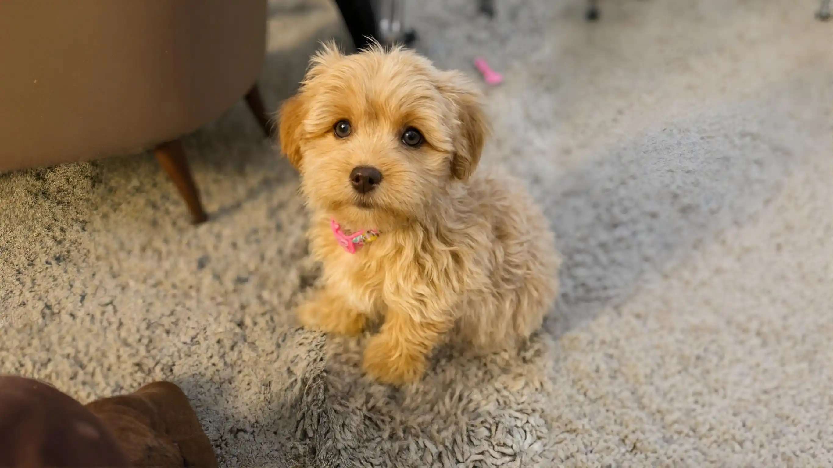 Tea Cups and Toy Puppies