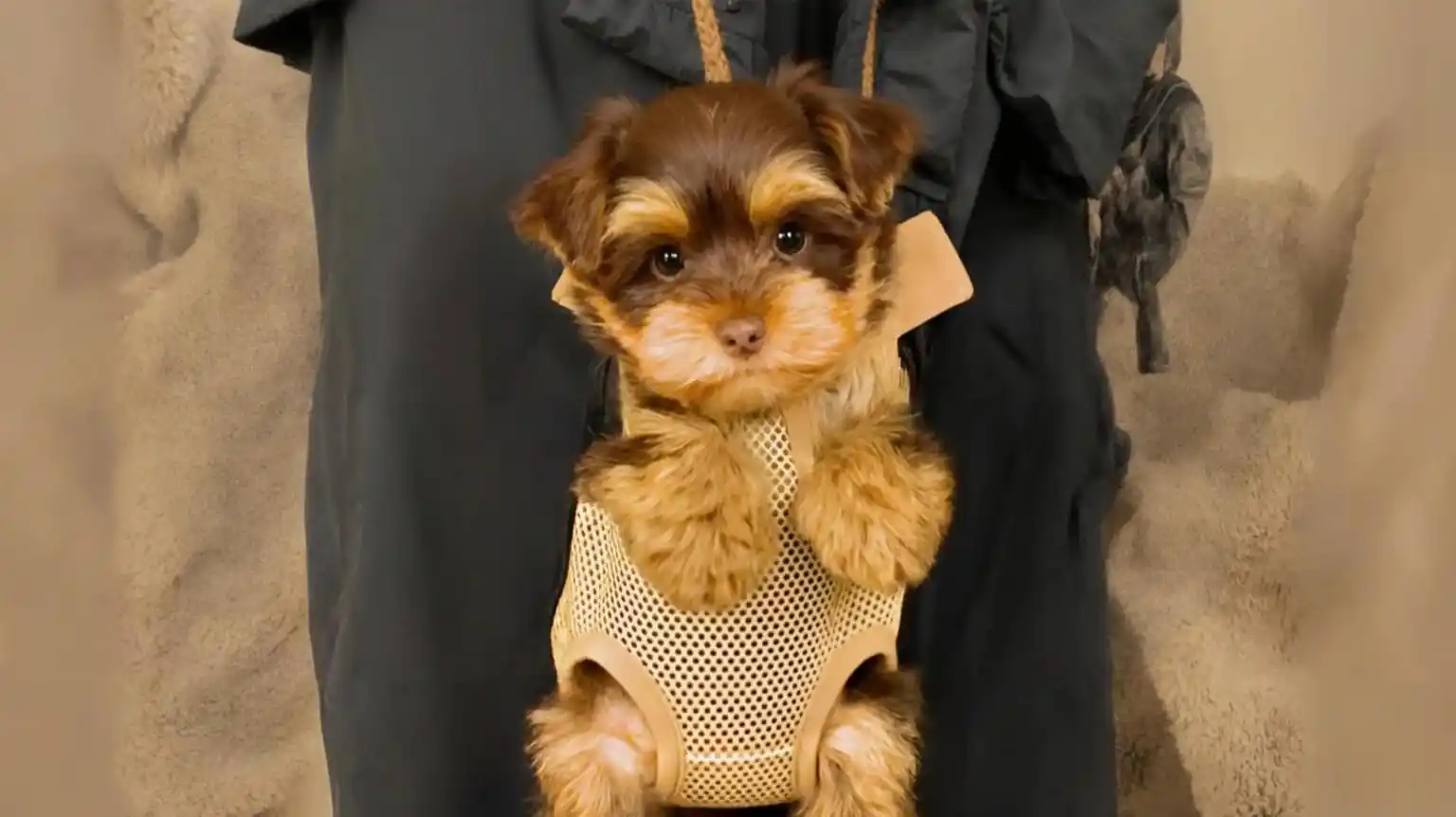 Tea Cups and Toy Puppies